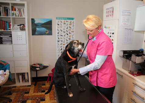 Auscultation d'Olive, le chien